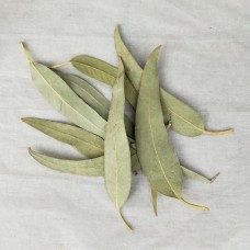 An Ye, Eucalyptus Leaf, Folium Eucalypti, 桉叶, Weight - 500g, Free Shipping