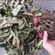 Ai Jinɡ Zhu Sha Gen, short-stemmed ardisia, 矮茎朱砂根, Weight - 500g, Free Shipping