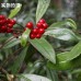 Ai Jinɡ Zhu Sha Gen, short-stemmed ardisia, 矮茎朱砂根, Weight - 500g, Free Shipping Ai Jinɡ Zhu Sha Gen, short-stemmed ardisia, 矮茎朱砂根, Weight - 500g, Free Shipping