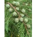 Bai Shu Guo, Cypress fruit, 柏树果, Weight - 500g, Free Shipping 