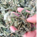 Bai Hua Dan, plumbago zeylanica, 白花丹, Weight - 500g, Free Shipping 