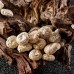 Bai Mo, tricholoma mongolicum,白蘑, Weight - 300g, Free Shipping 