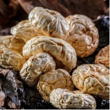 Bai Mo, tricholoma mongolicum,白蘑, Weight - 300g, Free Shipping 