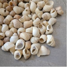 Bai Luo Si Ke, spiral shell , 白螺蛳壳, Weight - 500g, Free Shipping 
