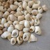 Bai Luo Si Ke, spiral shell , 白螺蛳壳, Weight - 500g, Free Shipping 