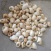 Bai Luo Si Ke, spiral shell , 白螺蛳壳, Weight - 500g, Free Shipping 