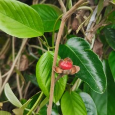 Bai He Teng, White Crane Vine, 白鹤藤, Weight - 500g, Free Shipping 