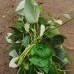 Bai He Teng, White Crane Vine, 白鹤藤, Weight - 500g, Free Shipping 