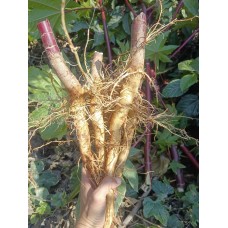 Bi Ma Gen, Castor root,蓖麻根, Weight - 500g, Free Shipping 