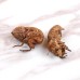 Chan Tui, Periostracum Cicadae, 蝉蜕, Weight - 50g, Free Shipping 