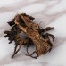Sheng Ma, Bugbane Rhizome, 升麻, Weight - 500g, Free Shipping 