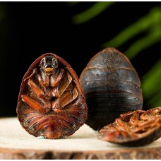 Tu Bie Chong, Tu Bie Chong, 土鳖虫, Weight - 500g, Free Shipping 