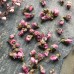 Tao Hua, Peach blossom,桃花, Weight - 250g, Free Shipping 